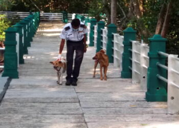 KHAIROL Nizam Mohd. Zaki bersama dua ekor anjing yang menjaga kawasan Taman Paya Bakau Manjung daripada gangguan monyet liar di Manjung, Perak,  hari ini.