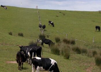 NEW ZEALAND nafi produk daging beku yang dihasilkan oleh negara itu dicemari virus Covid-19. - AFP