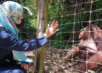 PENGUNJUNG, Fatin Nabila Razali melawat Pulau Orang Utan di Tasik Bukit Merah dekat Bagan Serai, Perak, hari ini. - UTUSAN/WAT KAMAL ABAS