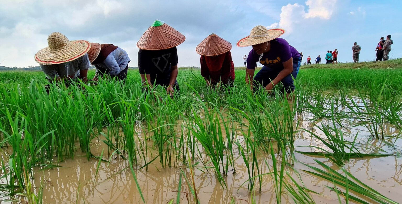 Malaysia Perlu Hasilkan Padi Tahap Sara Diri 4542