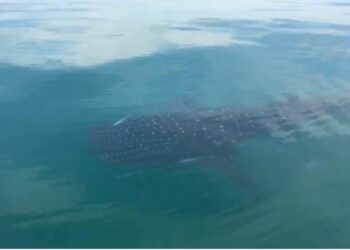 IKAN Yu Paus ditemukan di perairan Kuala Perlis sekitar tiga atau enam batu nautika dari Pantai Kuala Sungai Baru, Kuala Perlis hari ini.