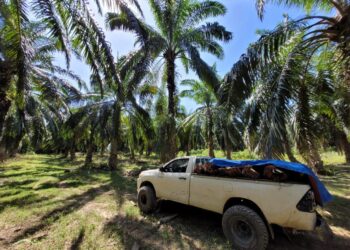 PENDAPATAN hasil sawit peneroka bergantung kepada jumlah pengeluaran komoditi itu di mana peneroka kini menerima bayaran RM1,200 satu tan.