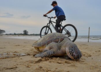 BANGKAI penyu agar betina yang terdampar dipercayai lemas akibat terperangkap dalam pukat di Pantai Pandak di Kuala Terengganu, semalam. -UTUSAN/ PUQTRA HAIRRY ROSLI