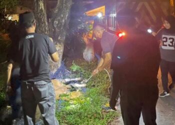 PENGGUNA jalan raya di laluan Gua Musang-Kuala Krai terdedah dengan ‘nahas lembu’ ekoran haiwan itu dilepas bebas berkeliaran oleh penternak. - UTUSAN/AIMUNI TUAN LAH