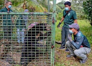 CONTOH perangkap binatang yang digunakan oleh Perhilitan untuk menangkap haiwan. – GAMBAR HIASAN