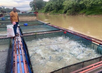 SEORANG penternak risau memikirkan pengeluaran ikan sangkar miliknya yang semakin berkurangan kerana risiko ikan mati semakin meningkat. - UTUSAN/NORHAFIZAN ZULKIFLI