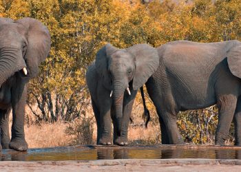 KERAJAAN Namibia akan melelong 170 ekor gajah berikutan musim kemarau dan pertambahan populasi haiwan itu. - AGENSI