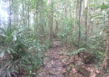 Lokasi Hutan Simpan Sungai Teresap, Endau, Mersing, Johor di mana 
seorang lelaki Orang Asli maut diserang gajah liar.