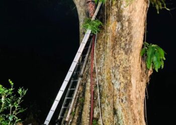 ANGGOTA pasukan bomba dan penyelamat terpaksa menggunakan tangga dan menebuk lubang pada batang bagi memadamkan kebakaran sebatang pokok berusia lebih 100 tahun di atas Bukit Bendera, Pulau Pinang pagi tadi. - IHSAN BOMBA