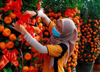 PEKERJA Seremban Landscape & Nursery, Siti Nur Maizura Ismail menghias pokok buah limau jenis Tangerine yang ditempah pelanggan sempena sambutan Tahun Baharu Cina, bulan depan. – UTUSAN/MUHAMMAD IZZAT TERMIZIE