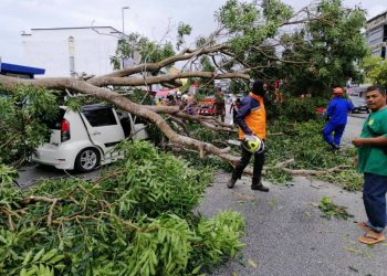 KERETYA Perodua Myvi yang ditimpa pokok tumbang dalam hujan lebat dan angin kencang di Sungai Petani, semalam. UTUSAN/NORLIDA AKMAR IDROS