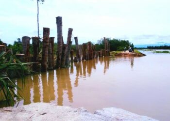 KEADAAN cerucuk batang kelapa yang ditanam di kawasan ban RTB yang rebak di Alor Pongsu dekat Bagan Serai hari ini. - FOTO/WAT KAMAL ABAS