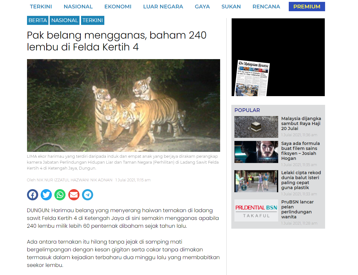 Lima harimau belang dikesan serang ternakan penduduk - Utusan Digital