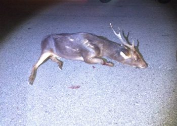 RUSA jantan yang patah kaki ditemukan di tepi Jalan Sungkai-Slim di Tanjung Malim, Perak, semalam. - MEDIA SOSIAL