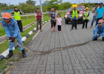 ANGGOTA APM Hulu Terengganu berjaya menangkap seekor ular sawa batik yang menyorok dalam bonet enjin sebuah kereta di R&R Ajil, LPT2 , Hulu Terengganu, semalam.