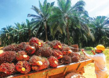 PENINGKATAN harga BTS sawit kebelakangan ini memberi kelegaan kepada peneroka dan pekebun kecil. 
– GAMBAR HIASAN