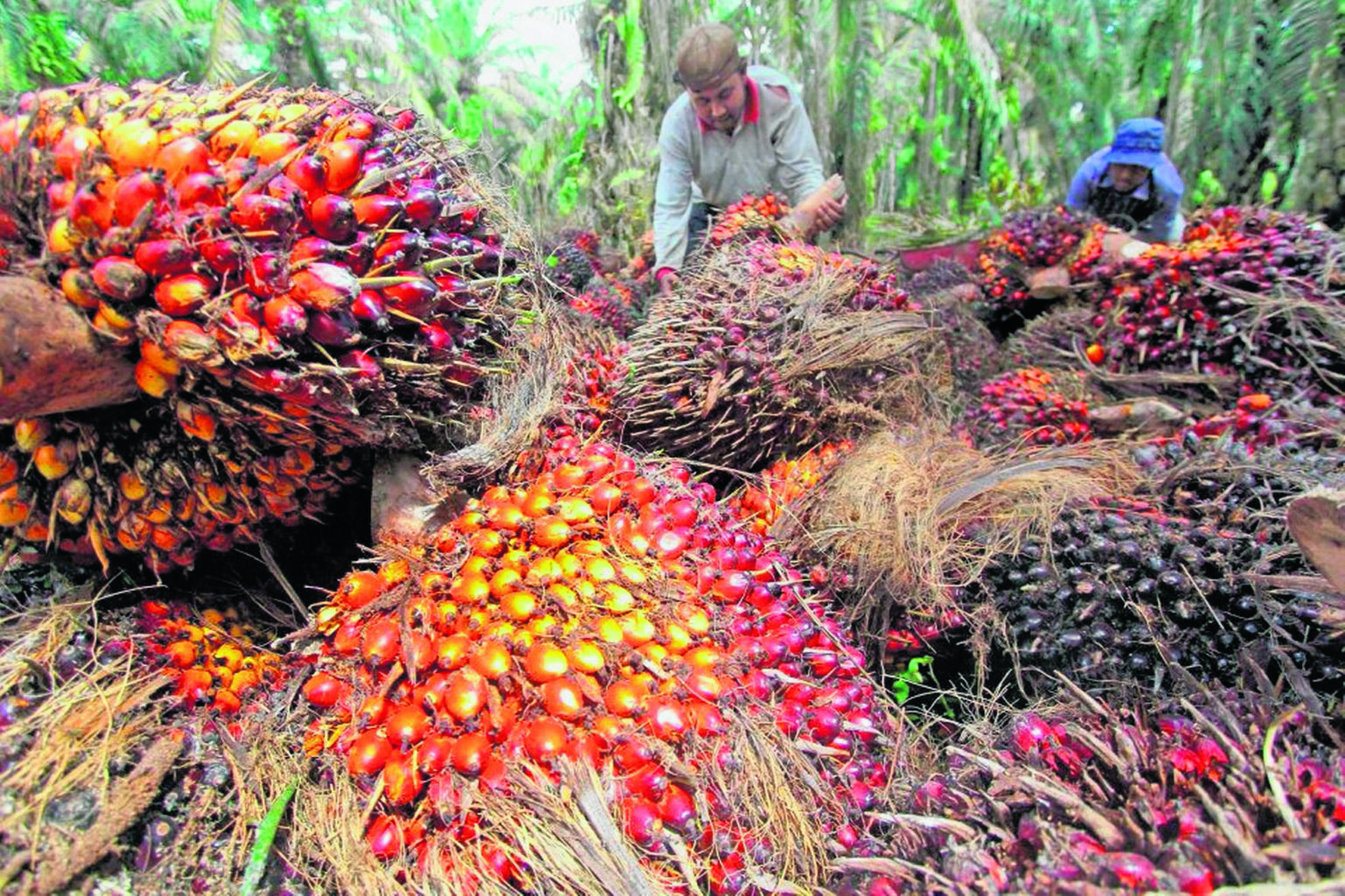 Harga Sawit Dijangka Turun Sekitar RM5,000 Satu Tan - Utusan Malaysia