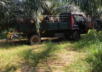 LORI membawa buah sawit yang ditanam secara haram di Hutan Simpan Bubu, di Manjung semalam. - IHSAN JABATAN PERHUTANAN PERAK