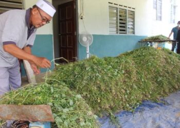 DALAM masa empat hari, Pahim Mahmud mampu menjual hampir tiga tan maman sempena sambutan Hari Raya Aidilfitri di Kampung Geduk Sawah, Tampin, Negeri Sembilan. - FOTO/NOR AINNA HAMZAH