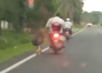 TANGKAP layar seekor kucing diseret penunggang motosikal dalam kejadian di Kampung Melayu, Langkap, Teluk Intan Jumaat lalu. - UTUSAN/MEDIA SOSIAL