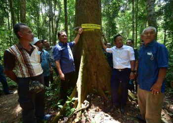 Mohd. Ridza Awang (empat dari kiri) meletakkan tanda nama pokok damar hitam siput daun besar atau nama saintifiknya Shorea Kuantanensis yang dilaporkan pupus pada tahun 2010 di Taman Eko Rimba Lata Tembakah di Hutan Simpan Pelagat, Besut hari ini.