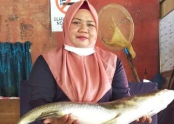 NORASYIKIN Musa menunjukkan ikan siakap seberat hampir 7 kg yang pernah dijual di restorannya di Taman Geoforest Karst Kilim, Langkawi, sebelum ini.