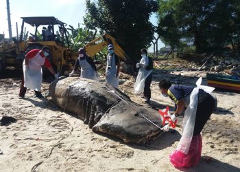 BANGKAI ikan yu paus ditemukan mati tersangkut pada pokok bakau di Jeti Damar Laut, Segari Lumut semalam. - UTUSAN/SHAMSUL KAMAL AMARUDIN