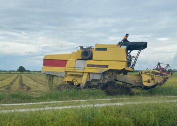 Petani di Kedah dan Perlis kini bimbang ura-ura kenaikan upah tuai sehingga RM200.