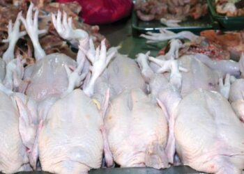 KEKURANGAN ayam di pasaran dikatakan berpunca daripada pemain atasan industri menyorok belakan dan mengisytihar mogok kerana tidak berpuas hati dengan harga siling.