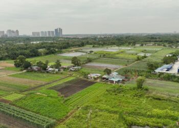 Antara kebun sayur yang diusahakan di atas tanah haram di Pulau Meranti, Puchong. – UTUSAN/SHIDDIEQIIN ZON