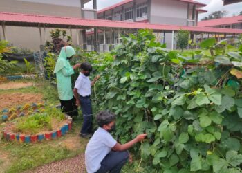 TIGA murid kelas Program Pendidikan Khas Integrasi memetik kacang panjang di tapak kebun sayur Sekolah Kebangsaan Ulu Tembeling, Kampung Bantal di Jerantut, Pahang. - UTUSAN /HARIS FADILAH AHMAD