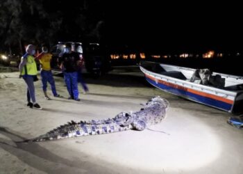 Buaya seberat 200kg yang berjaya ditangkap di Kampung Lobong Pulau Gaya, Kota Kinabalu, Sabah semalam-Ihsan APM/JHL Sabah