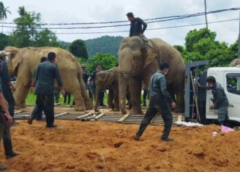 SEEKOR ibu gajah bersama anaknya yang berjaya ditangkap sebelum dipindahkan dibantu gajah denak di Kampung Batu Lapan, Baling, Kedah, hari ini.