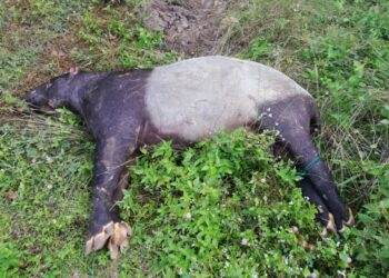 BANGKAI tapir jantan yang ditemukan mati di bahu jalan dipercayai akibat dilanggar kenderaan di Jalan Bukit Aping - Kangkar Papan, Kota Tinggi, Johor.