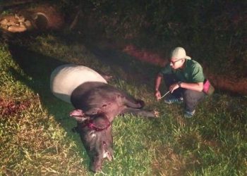 ANGGOTA Perhilitan Kelantan memeriksa seekor tapir yang mati akibat dilanggar di Jalan Sungai Durian-Chenulang, Kuala Krai, Kelantan kelmarin. - IHSAN PERHILITAN