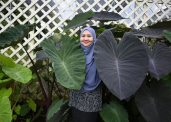 SHARIFAH Marzety Adibah Al-Sayed Mohamad di samping keladi dari spesies black magic yang baru dua bulan ditanam tetapi setinggi hampir dua meter di Zetty Roses, Pantai Ali, Kuala Terengganu, baru-baru ini. – FOTO/PUQTRA HAIRRY ROSLI