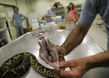 PELAJAR jurusan biologi menunjukkan rahang dan taring ular jararacussu di makmal Institut Butantan, Sao Paulo.-AFP