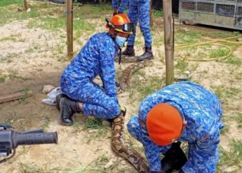 ANGGOTA APM Daerah Muallim menangkap ular sawa yang masuk ke kandang kambing di Kampung Sungai Dara di Slim River, Perak, hari ini.  - IHSAN APM