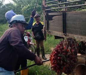 PELAJAR-PELAJAR UPM memunggah kelapa sawit ketika menjalani latihan perladangan.