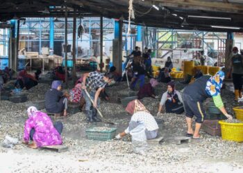 KERJA-KERJA pembersihan dan pengredan siput retak seribu di sebuah jeti di Kuala Kedah semalam yang antara turut dilakukan oleh warga dari etnik Ro­hingya . – FOTO/SHAHIR NOORDIN