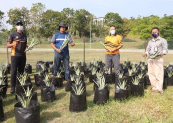 NUR Ekhmal Buhary (dua, kiri) bersama kakitangan Pusat Sukan USIM yang terlibat dalam projek tanaman nanas MD2 sejak awal Mac tahun lalu.
– UTUSAN/ZAKKINA WATI AHMAD TARMIZI