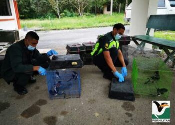 PEGAWAI Jabatan Perhilitan memeriksa burung Murai Batu yang dirampas dalam serbuan di sebuah premis di Teluk Ramunia, Kota Tinggi, Johor.