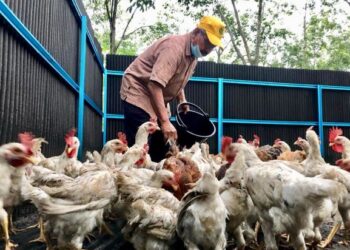 Abdul Khair Hashim, memberi makan ayam ternakannya di Felda Chuping, Perlis semalam. – UTUSAN/MOHD. HAFIZ ABD. MUTALIB