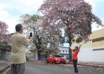 ORANG ramai tidak melepaskan peluang bergambar di kawasan yang ditanam pokok tecoma di sekitar Seberang Perai, Pulau Pinang yang kini berbunga dan menyajikan pemandangan seperti musim sakura.  – UTUSAN/MOHAMMAD FIRDAUS AMRAN