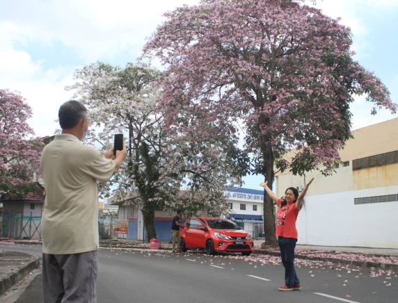 Tecoma mekar di Pulau Pinang - Utusan Digital