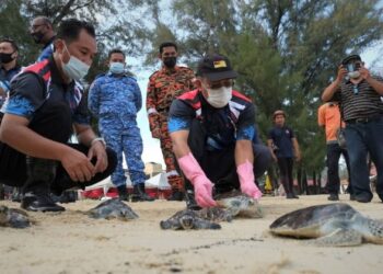 BAKRI Sawir (tengah) dan Halimi (kiri) melepaskan sebahagian daripada penyu dalam Program Pemuliharaan Biodiversiti Marin di Pantai Tanjung Biru, Port Dickson hari ini.-UTUSAN/BADRUL HAFIZAN MAT ISA