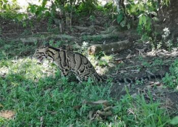 HARIMAU dahan yang ditemui berkeliaran di Kampung Bukit Bertam di Selama, Perak, Rabu lalu. - UTUSAN