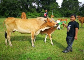 KASIH Atikah Basri tidak kekok memberikan minuman air garam kepada lembu di Kampung Chembong Kecil, Rembau, semalam. – UTUSAN/ZAKKINA WATI AHMAD TARMIZI