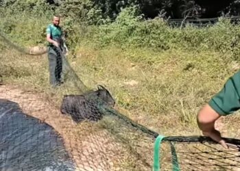 SEEKOR kambing gurun betina diselamatkan pihak Jabatan Perhilitan Negeri Sembilan selepas terperangkap di dalam kolam Kajian Perikanan Air Tawar Glami Lemi, Jelebu, semalam.-Gambar ihsan Jabatan Perhilitan