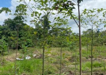 SEBAHAGIAN daripada 400 pokok ketum yang ditanam di Hutan Simpan Kekal Sungai Terah, Gua Musang.